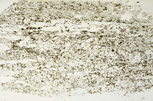 Plane Polarized, S90426
