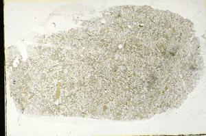 Plane Polarized, S90446