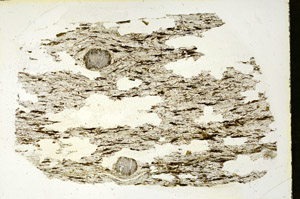 Plane Polarized, S90451