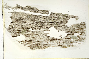 Plane Polarized, S90452