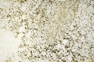 Plane Polarized, S90471