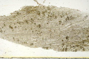Plane Polarized, S90477