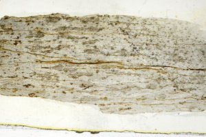 Plane Polarized, S90496