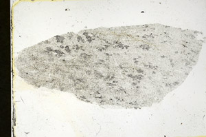 Plane Polarized, S90507