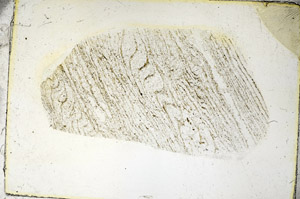 Plane Polarized, S90524