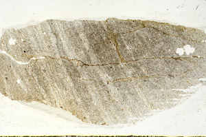 Plane Polarized, S90551