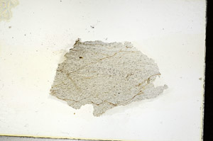 Plane Polarized, S90563