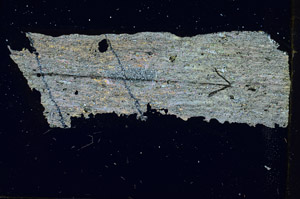 Cross Polarized, S90567