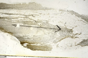 Plane Polarized, S90569