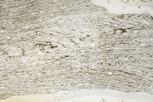 Plane Polarized, S90593
