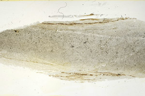 Plane Polarized, S90632