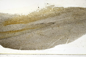 Plane Polarized, S90645