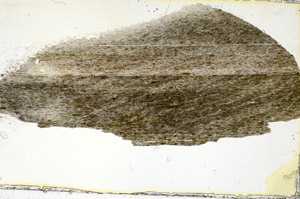 Plane Polarized, S90647