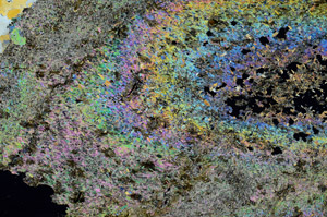 Cross Polarized, S90661