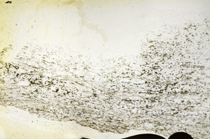 Plane Polarized, S90665