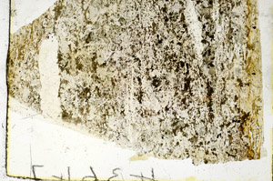 Plane Polarized, S92197