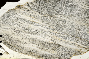 Plane Polarized, S92420