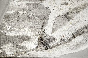 Plane Polarized, S93577/A