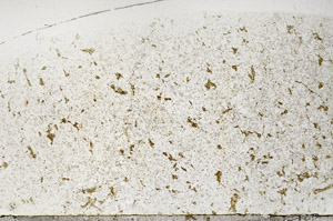 Plane Polarized, S93799