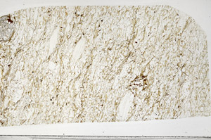 Plane Polarized, S95238