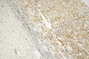 Plane Polarized, S95326