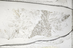 Plane Polarized, S95811
