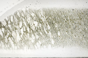Plane Polarized, S95827