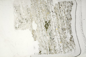 Plane Polarized, S95843