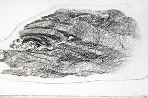 Plane Polarized, S95850