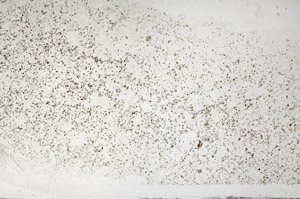 Plane Polarized, S95854