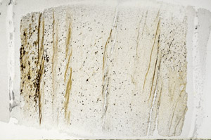 Plane Polarized, S95856