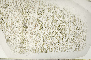 Plane Polarized, S95890