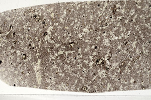 Plane Polarized, S95950