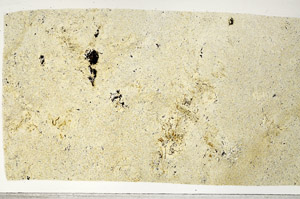 Plane Polarized, S97534/A