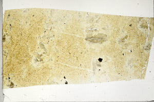 Plane Polarized, S97538