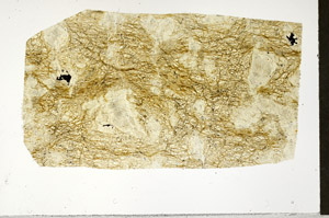 Plane Polarized, S97539