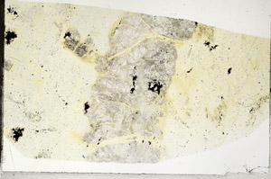 Plane Polarized, S97541