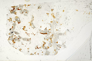 Plane Polarized, S97604