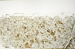 Plane Polarized, S97683