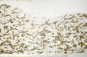 Plane Polarized, S97713