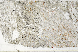 Plane Polarized, S97739