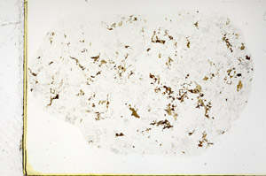 Plane Polarized, S97772