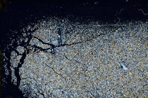 Cross Polarized, S97775