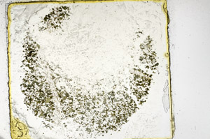 Plane Polarized, S97818