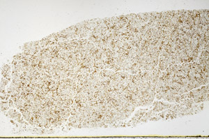 Plane Polarized, S97824