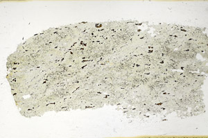 Plane Polarized, S97839