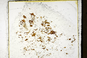 Plane Polarized, S97868