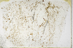 Plane Polarized, S97927
