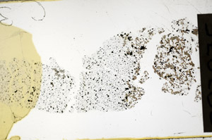 Plane Polarized, S97975