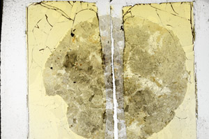 Plane Polarized, S98020